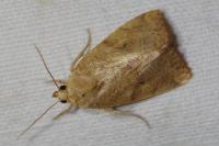 Cosmia trapezina