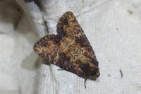 Mesapamea secalella/secalis