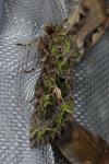 Trachea atriplicis