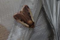 Ochropleura plecta