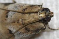 Acrobasis fallouella