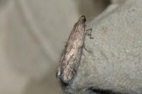 Ephestia