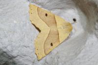 Crocallis elinguaria