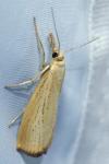 Agriphila straminella