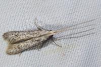 Coleophora hemerobiella