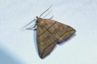 Herminia grisealis