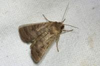Hoplodrina octogenaria