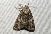 Acronicta rumicis