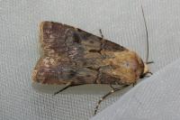 Agrotis exclamationis