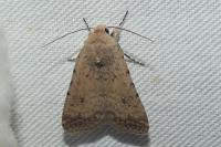 Caradrina flavirena