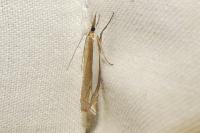 Crambus pascuella