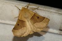 Crocallis elinguaria