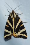 Euplagia quadripunctaria