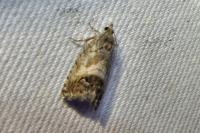 Cydia splendana
