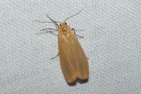 Wittia sororcula