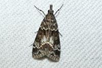 Eudonia mercurella
