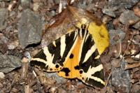 Euplagia quadripunctaria