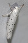 Yponomeuta