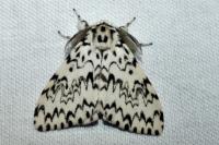 Lymantria monacha