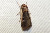 Ochropleura plecta