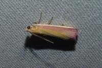 Oncocera semirubella
