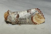 Phalera bucephala
