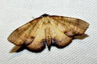 Plagodis dolabraria