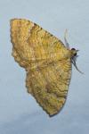 Camptogramma bilineata
