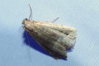 Schrankia taenialis