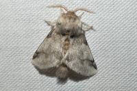 Thaumetopoea processionea