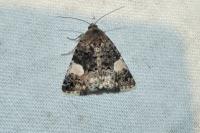 Tyta luctuosa