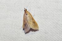 Udea ferrugalis