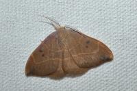 Watsonalla binaria/uncinula