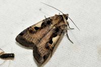 Xestia c-nigrum