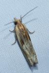Eucosma cana