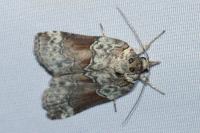 Nycteola siculana