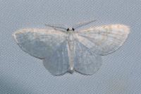 Asthena albulata
