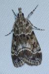 Eudonia mercurella