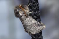 Thaumetopoea processionea