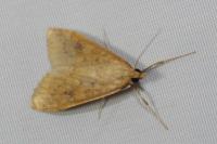 Udea ferrugalis