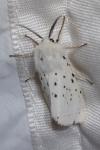 Spilosoma lubricipeda