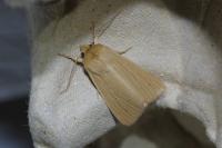 Mythimna pallens