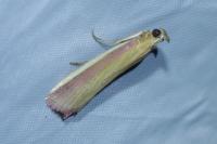 Oncocera semirubella