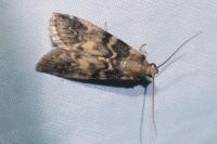 Euzophera pinguis