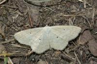 Scopula immutata