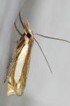 Crambus pascuella