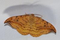 Drepana curvatula