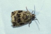 Celypha lacunana
