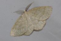 Cabera exanthemata