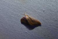 Watsonalla binaria/uncinula